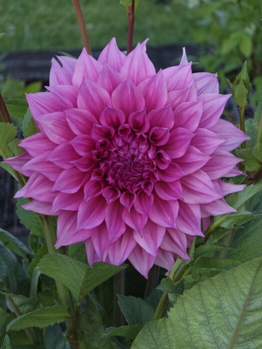 En stor, ljusrosa dahlia i närbild i en trädgårdsmiljö.