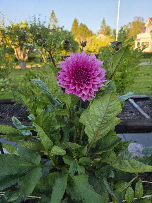 En rosa dahlia blommar i en grön trädgård med träd och hus i bakgrunden.