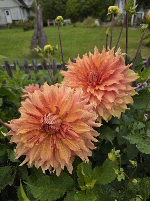 Orange dahlior i blom i en trädgård med grönt gräs och ett trästaket i bakgrunden.