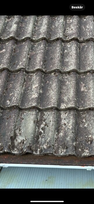 Betongtakpannor med slitage och mossa från 1970-talet. Bilden visar pannor efter rengöring, med viss beläggning och sandförlust.