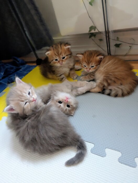 Fyra kattungar ligger tillsammans på en matta, några av dem rödaktiga och en gråaktig, i ett rum med en grön växt i bakgrunden.