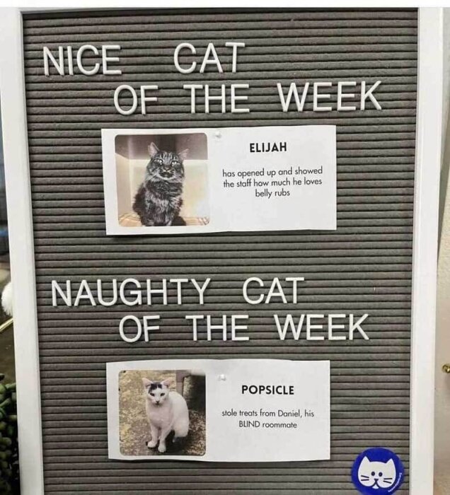 Skylt med "Nice Cat of the Week" med bild på Elijah, och "Naughty Cat of the Week" med bild på Popsicle, som stal från sin blinda rumskompis.
