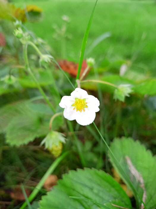 En jordgubbsblomma med vit krona och gul mitt i grönska, del av blommande jordgubbsplantor i en trädgård.
