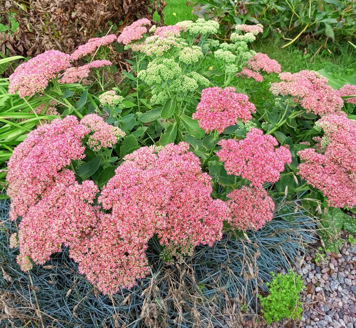 Kinesisk kärleksört i full blom, omgiven av gröna blad och några torra växtdelar i bakgrunden.