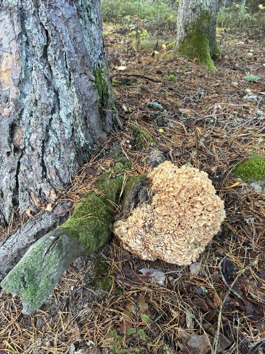 Svamp växer vid basen av träd i skogsmiljö, omgiven av barr och mossa.