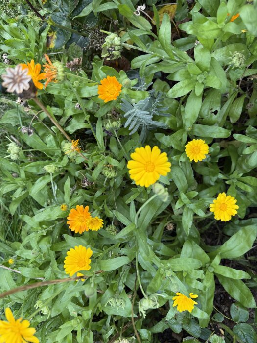 Blommande orange och gula blommor omgivna av gröna blad i en trädgård.