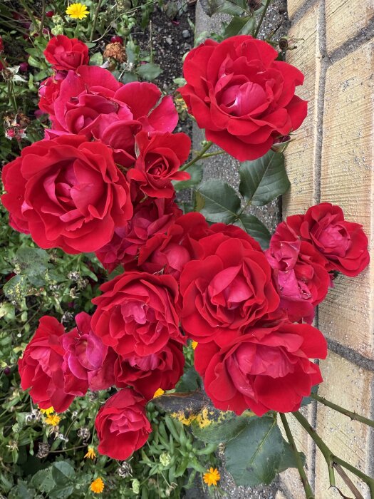 Röda rosor i full blom längs en husvägg, omgivna av gröna blad och andra blommor i en trädgård.