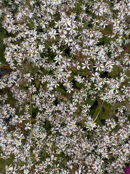 Klunga av vita blommor med gula centrum, omgivna av gröna blad.