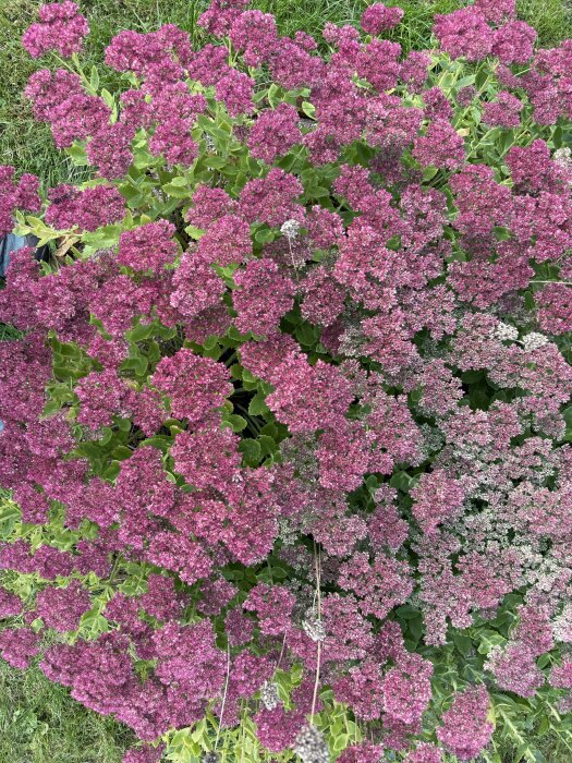Massor av rosa blommor i full blomning på en grön bakgrund.