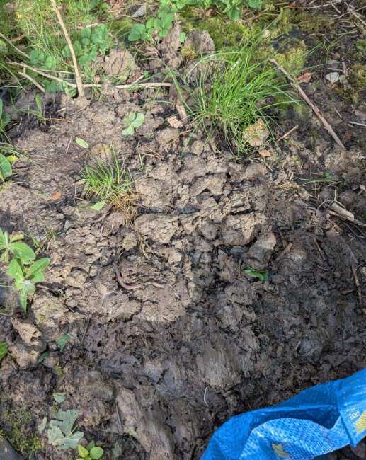 Lerig mark med kvarvarande grästuvor, omgiven av växtlighet, bortgrävd för att sätta plintar för cykelförråd.