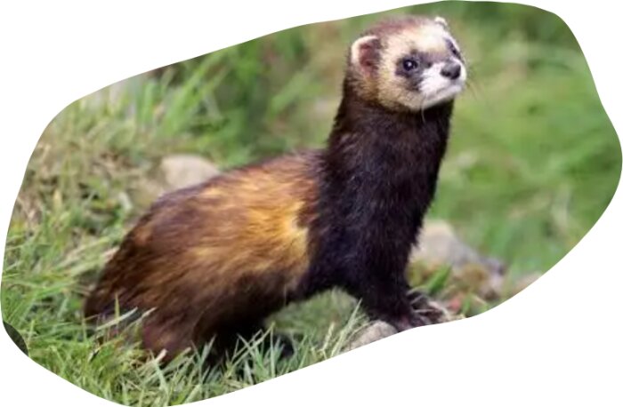 Iller med brun och svart päls står på gräs och tittar framåt.