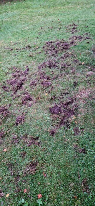 Gräsplätt med uppgrävt och skadat område, sannolikt orsakat av djur, inte fåglar enligt inlägg.