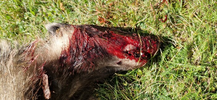 Skadat djur på gräs, med blodigt sår på huvudet.