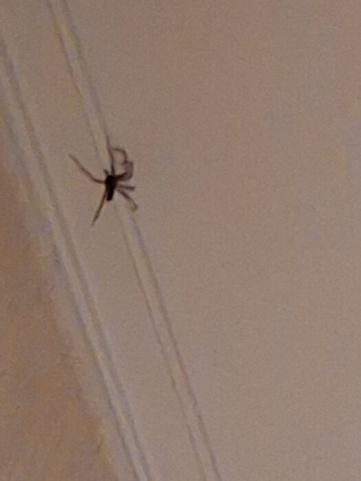 En spindel sitter i takhörnet av ett rum, nära takets listerna.