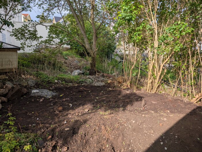 Upphöjd jordyta omgiven av träd och växter, potentiell plats för friggebod. Marknivåskillnad syns, med närliggande byggnader i bakgrunden.