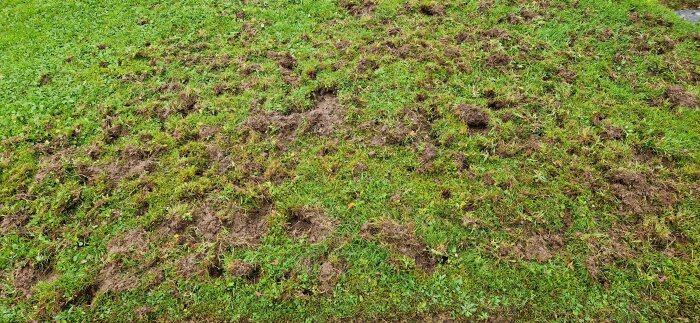 Uppgrävd gräsmatta med flera jordhögar och skador, sannolikt orsakade av djuraktivitet.