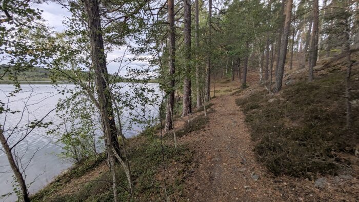 Skogsstig längs en sjö med tallar och ljus himmel i bakgrunden.