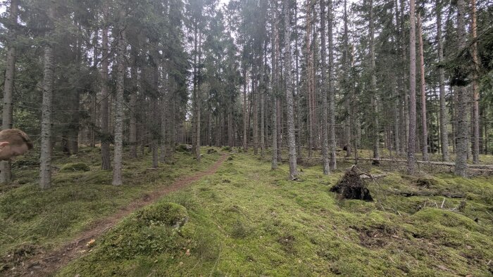 Skogslandskap med högväxande träd och mossbeklädd mark, en smal stig löper genom området.