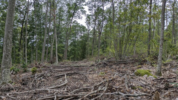 Skogsområde med flera smala träd och en mark täckt av fallna grenar och löv, lite grönska syns i bakgrunden.
