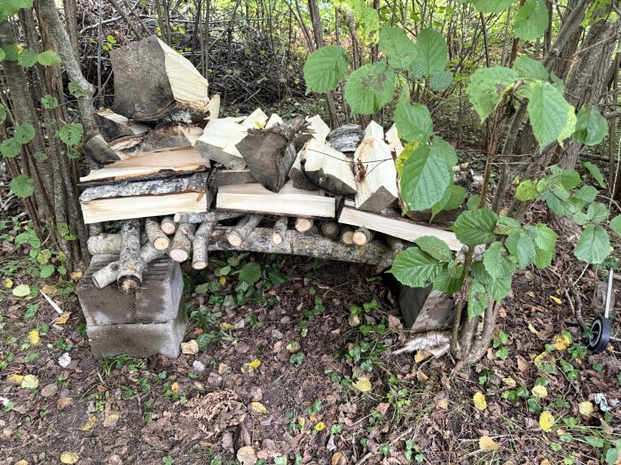 Hög med nykluvna vedklabbar på en provisorisk vedställning i skogen.