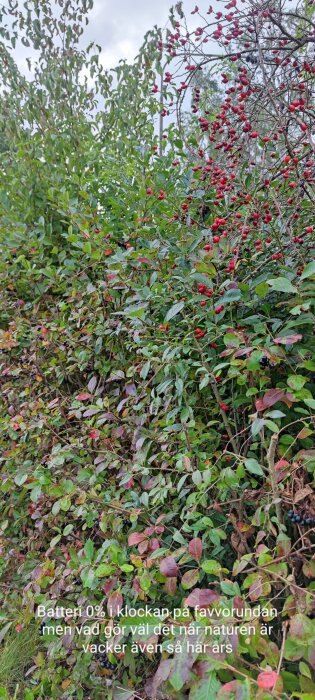Buske med röda och svarta bär och gröna blad. Textrutan säger att även utan batteri på klockan är naturen vacker denna tid på året.