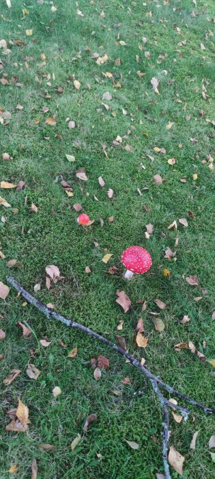 Flugsvamp på gräsmatta bland höstlöv och grenar.