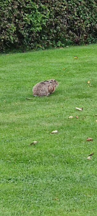 Kanin sitter på en grön gräsmatta framför en buske.