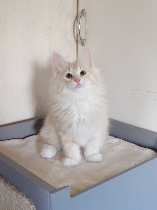 Liten fluffig kattunge sitter på en filt i ett hörn med en ljus skåpdörr i bakgrunden.