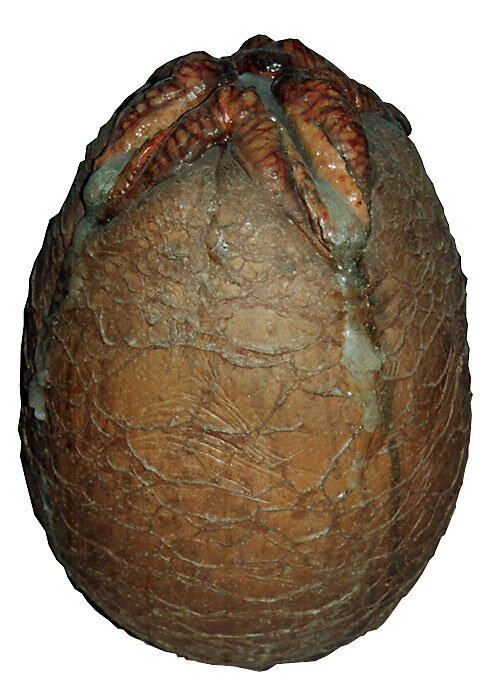 Ägg från Alien-filmen med delvis öppnat skal.