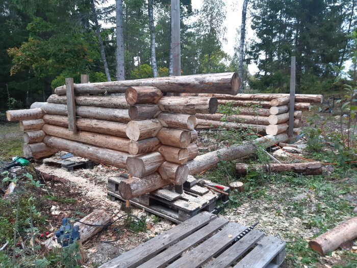 Trästockar uppställda för att bygga ett vindskydd i skogsmiljö, med verktyg och sågspån på marken.