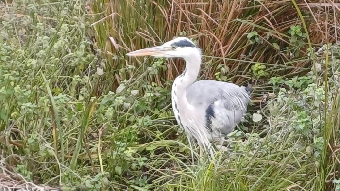Häger i grönt gräs, fotograferad på nära håll.