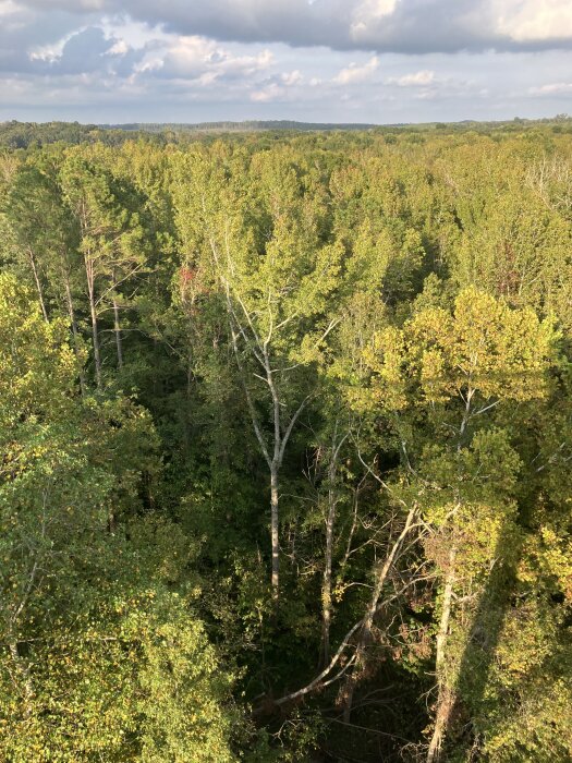 Lummig skog med utsikt över trädtoppar under en molnig himmel. Grönt lövverk dominerar landskapet.