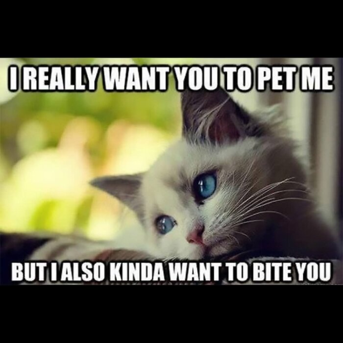 Katt med blå ögon ligger vid ett fönster, text säger "I really want you to pet me but I also kinda want to bite you".