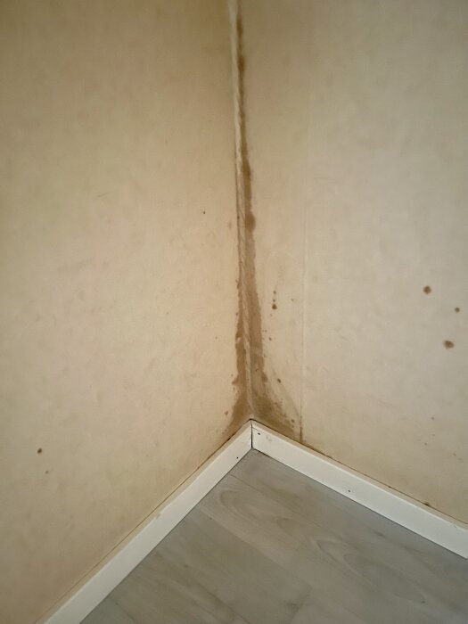 Bruna fläckar synliga på en tapetvägg i ett hörn av ett rum, eventuellt mögel eller fuktskador i hörnet av rummet.