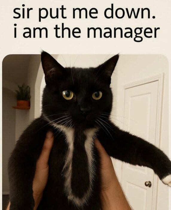 En svart katt med vita markeringar hålls upp i luften av en hand. Text ovanför: "sir put me down. i am the manager".