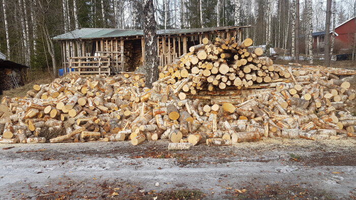 Staplar av vedträn framför ett vedskjul i en skogsmiljö.