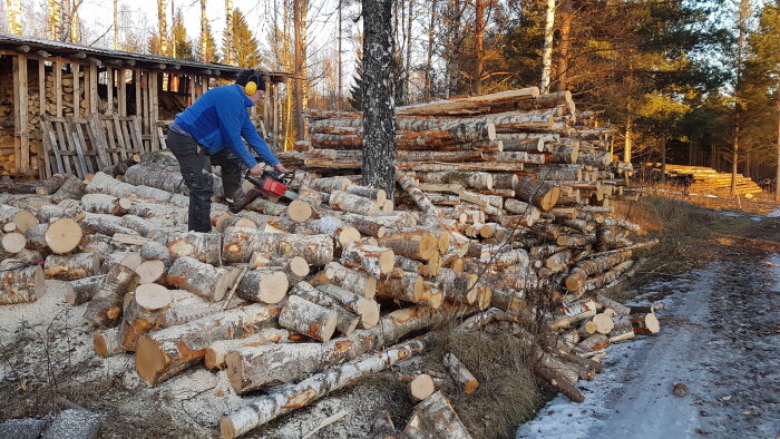 Person sågar ved med motorsåg bredvid vedstapel i skogslandskap. Vintrig miljö med snötäckt mark och skog i bakgrunden.