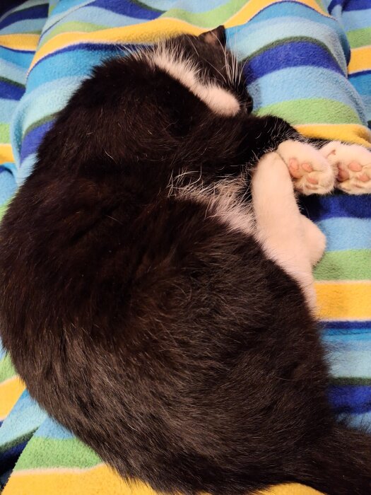 Svartvit katt sover på en färgglad filt med tassarna ihop, benämnd som "benvärmaren Hampus".