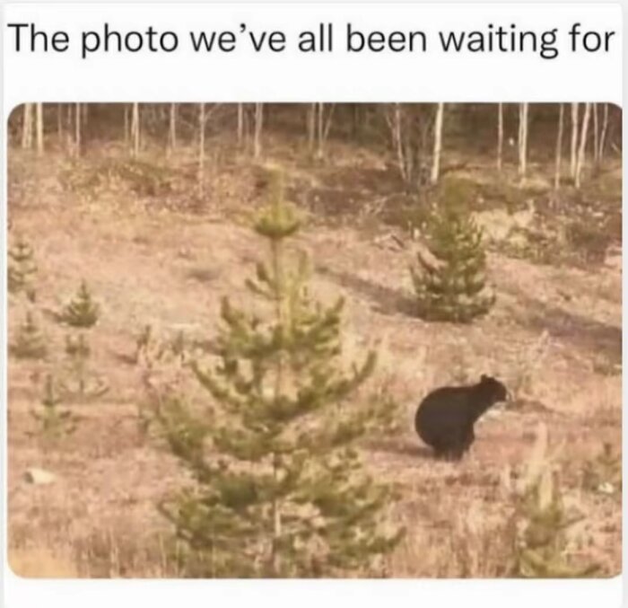 En skogsglänta med en svart björn sett från sidan, några små barrträd i förgrunden.