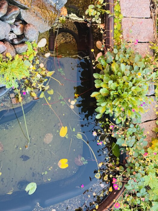 Trädgårdsdamm med gröna alger på botten, omgiven av stenar och gröna växter med rosa och gula blommor.