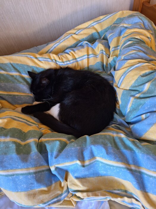 Svartvit katt sover på ett randigt täcke i blått och gult.