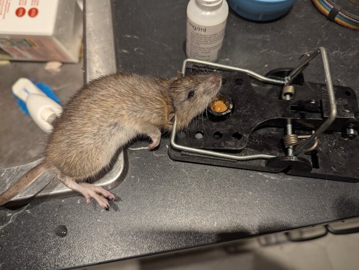 Råtta i musfälla på en köksbänk med hushållsartiklar i bakgrunden.