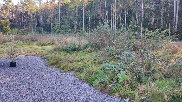 Grusgång vid sidan av en tomt med vildvuxet gräs och buskar, omgiven av träd i bakgrunden. En buske i kruka står på gruset.