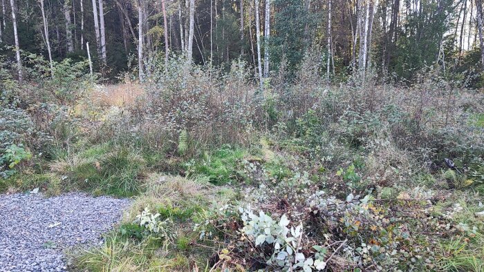 Övervuxen tomt med buskage och små träd, en grusgång längst ner i bilden. Skog i bakgrunden.