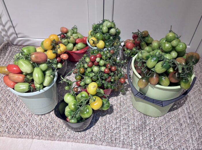 Hinkar och skålar fyllda med olika sorters gröna och mogna tomater stående på en matta inomhus.