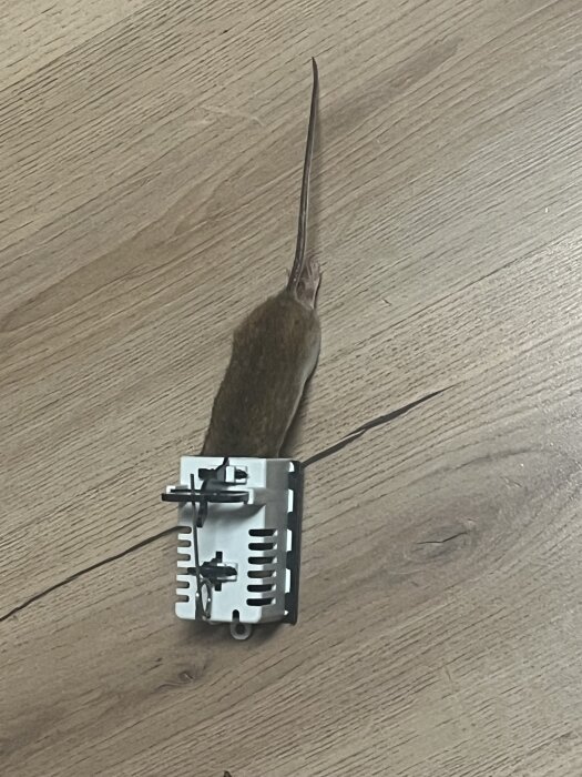 En mus fångad i en musfälla på ett trägolv.