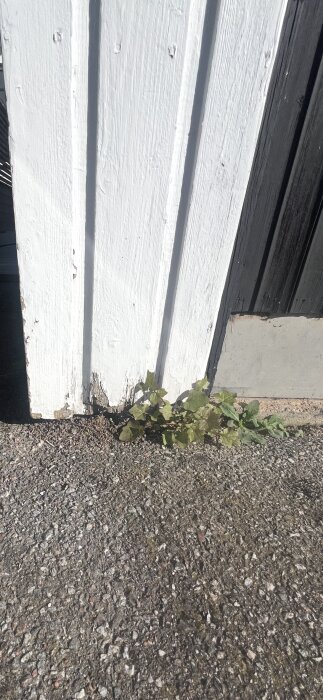 Vit fasadpanel med rötskador i nederkant. Grus och växtlighet syns vid panelens botten.