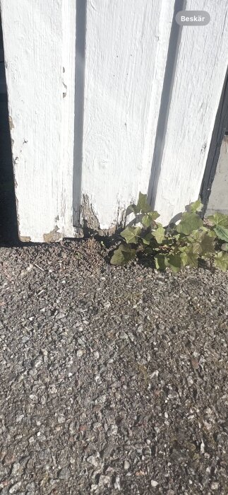 Vit träpanel med murknad nederdel och gröna blad vid basen.