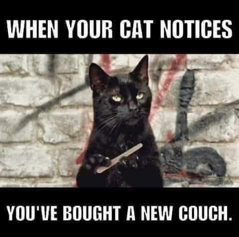 A meme med en svart katt som håller en nagelfil framför en tegelvägg. Text: "When your cat notices you've bought a new couch.