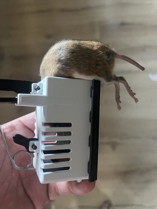 En mus fast i en vit musfälla från Biltema.